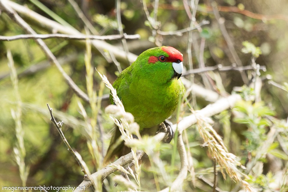 Red-crowned Parakeet - ML129813661