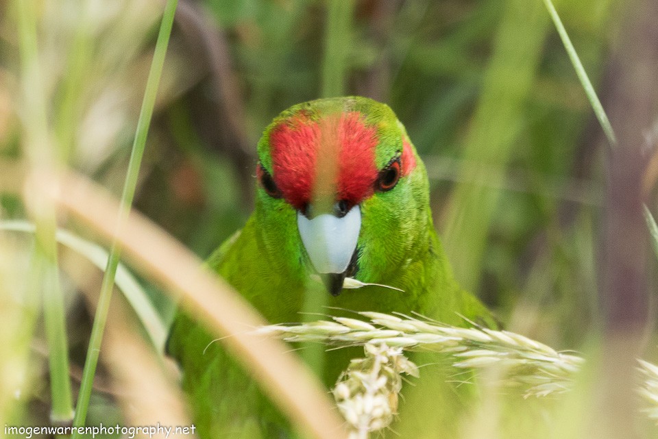 Red-crowned Parakeet - ML129813691