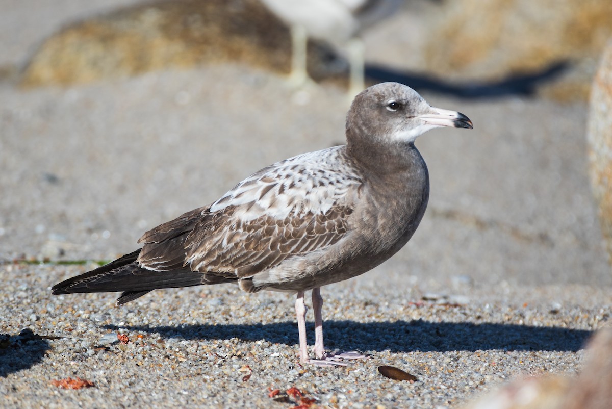 Black-tailed Gull - ML129813851