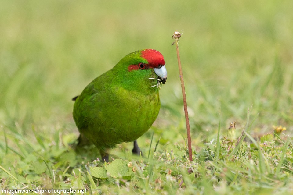 Red-crowned Parakeet - ML129813931