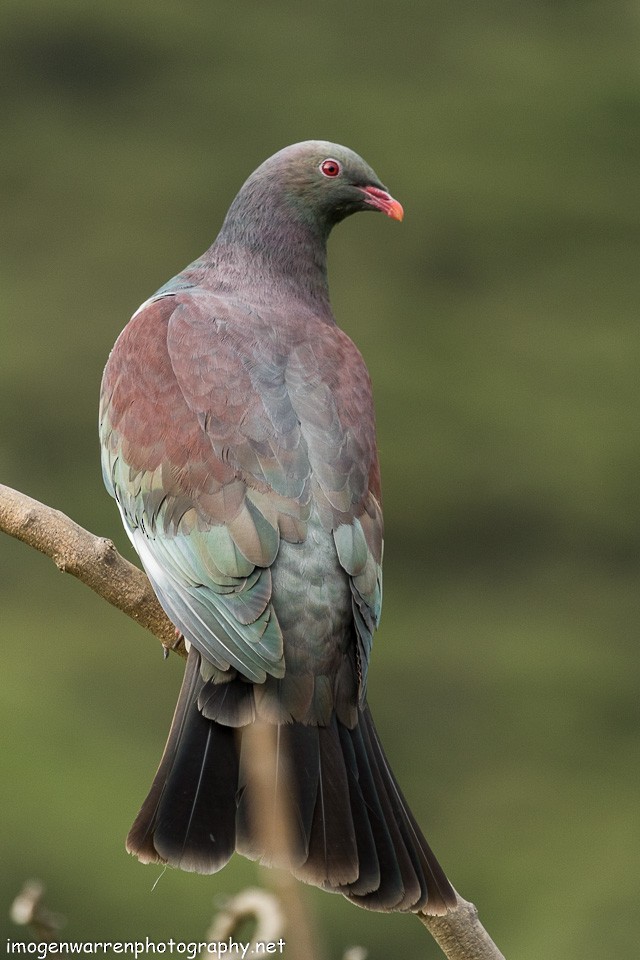 New Zealand Pigeon - ML129814381
