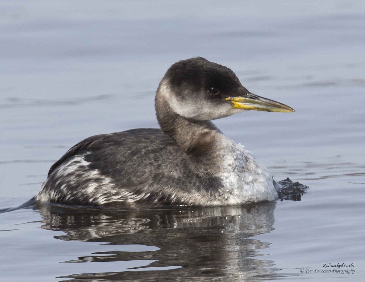 Red-necked Grebe - ML129817081
