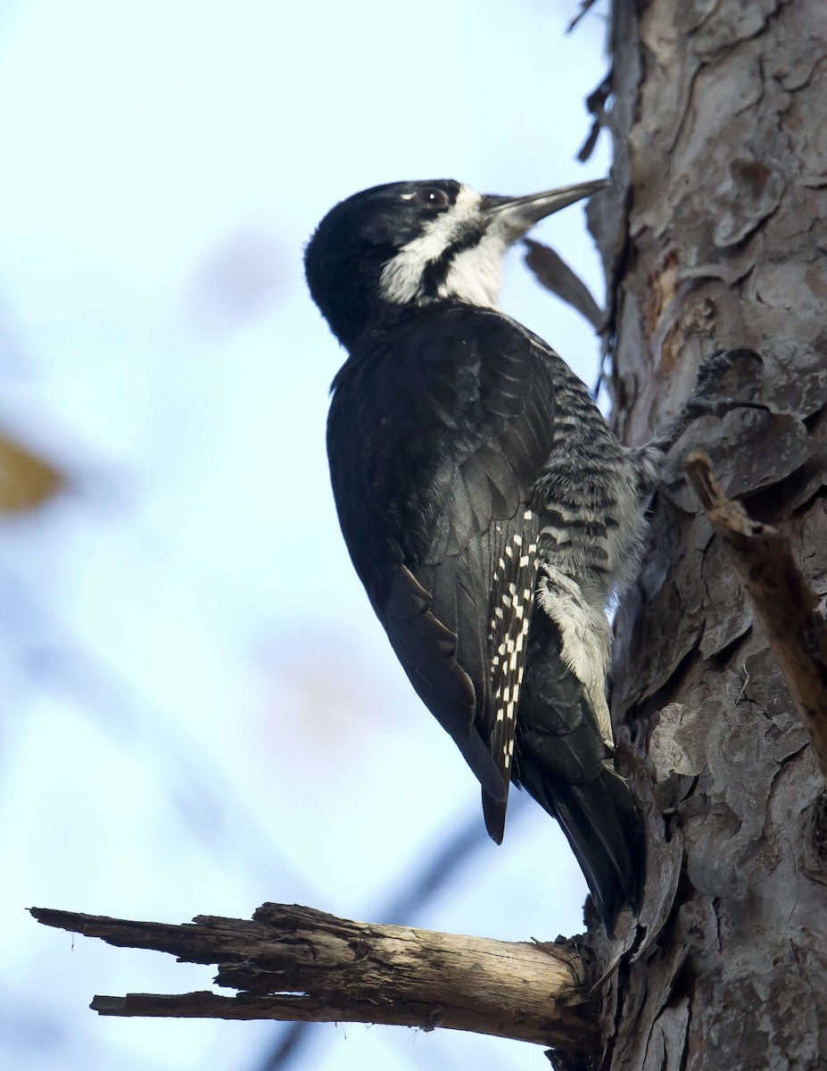 Black-backed Woodpecker - Tom Devecseri