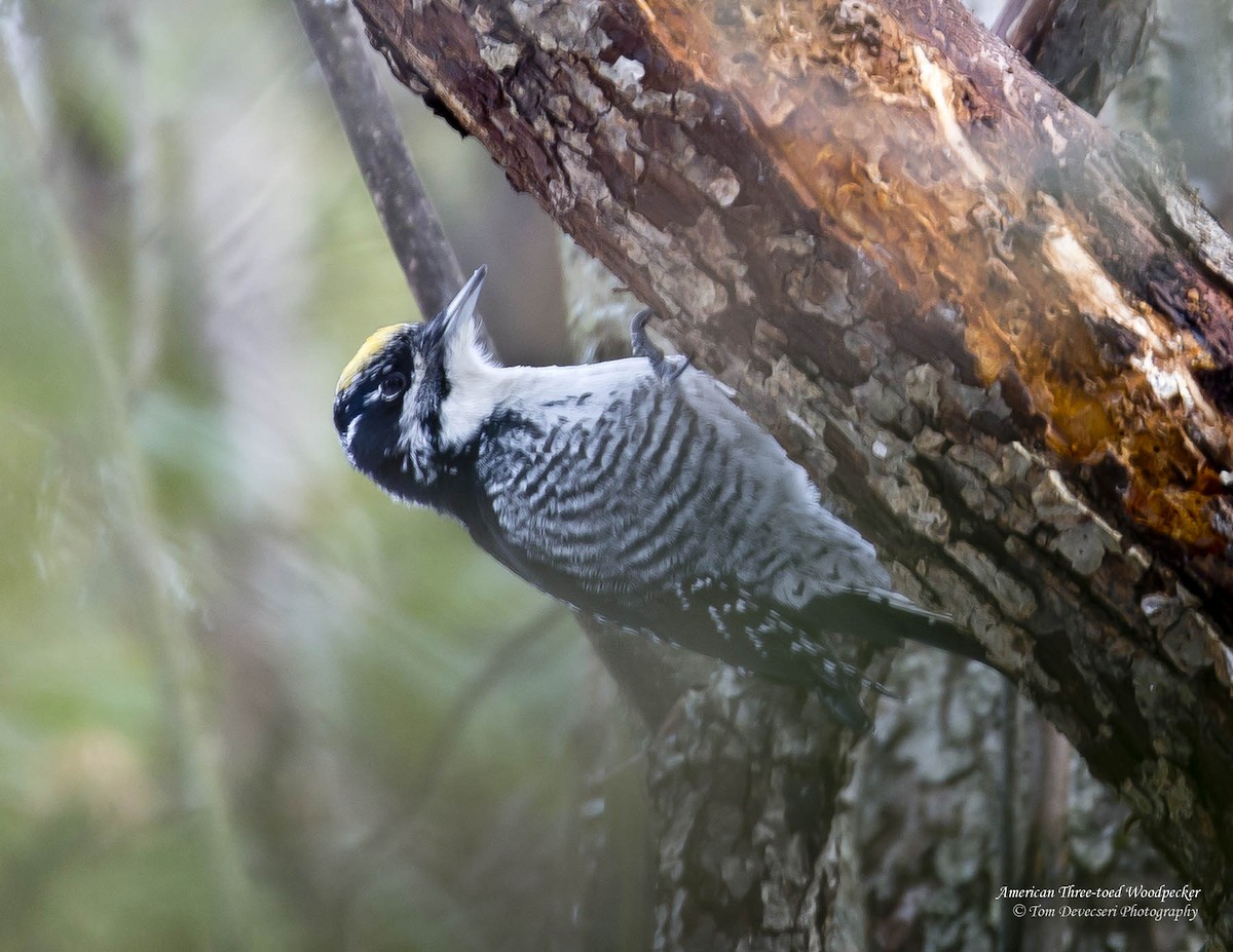 American Three-toed Woodpecker - Tom Devecseri