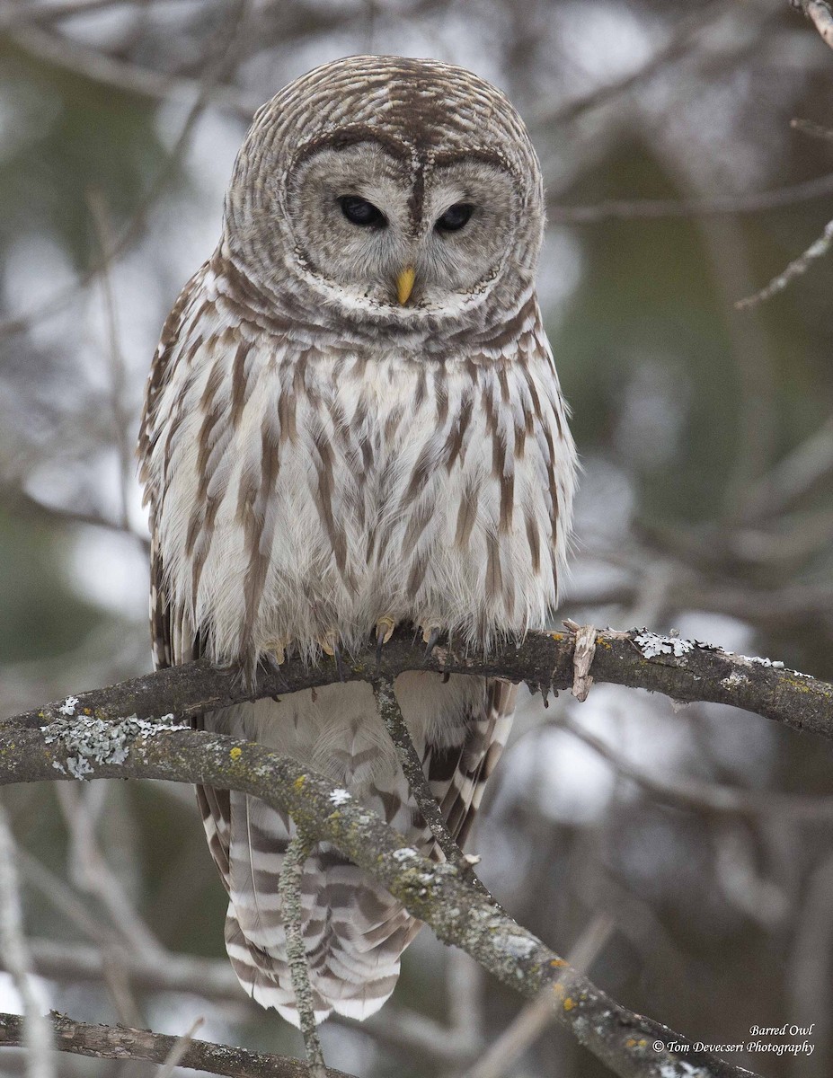 Barred Owl - Tom Devecseri