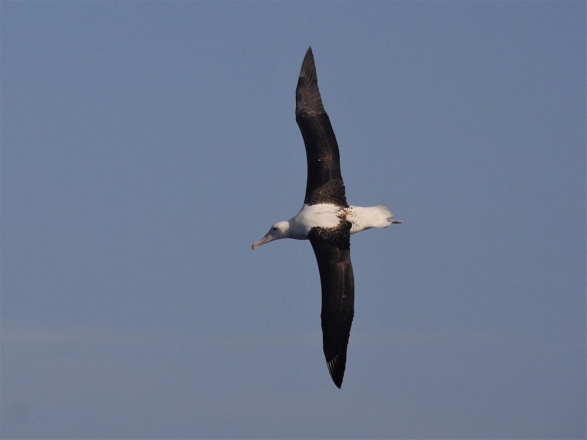 Northern Royal Albatross - Dan Pendavingh