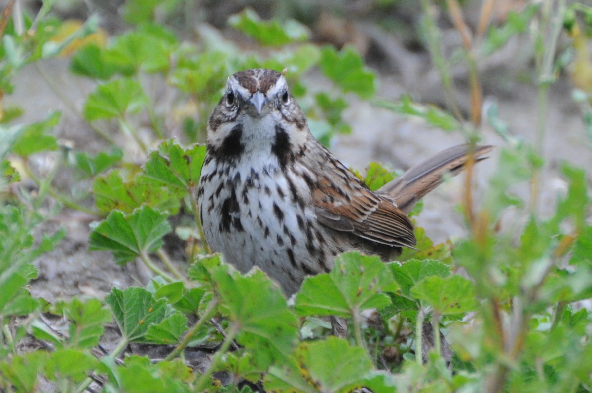 Song Sparrow (heermanni Group) - Michael Rieser