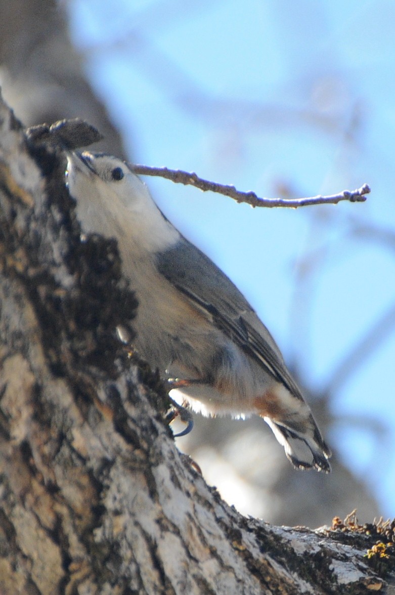 White-breasted Nuthatch (Pacific) - ML129821611