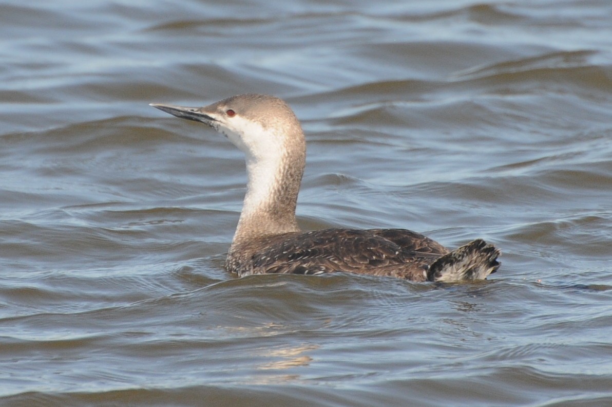 Red-throated Loon - Michael Rieser
