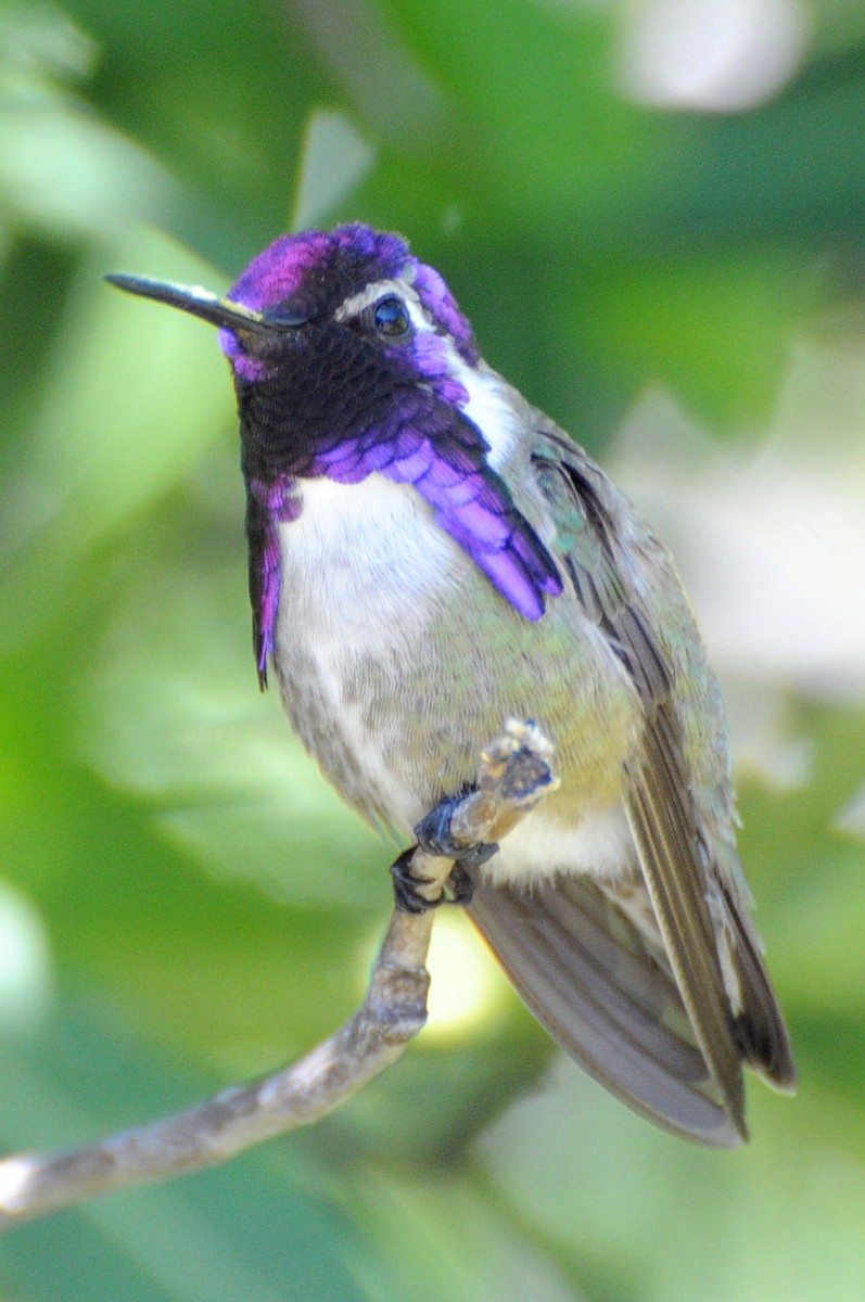 Costa's Hummingbird - Michael Rieser