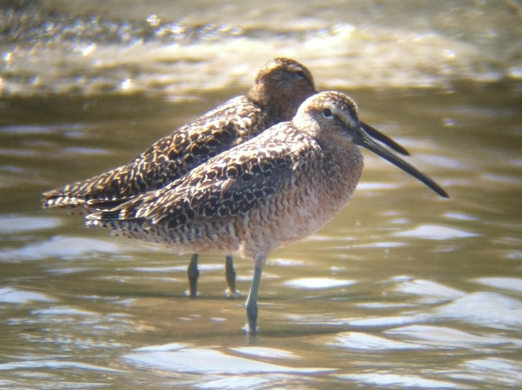 Long-billed Dowitcher - Michael Rieser