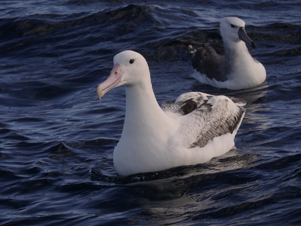 Southern Royal Albatross - Dan Pendavingh