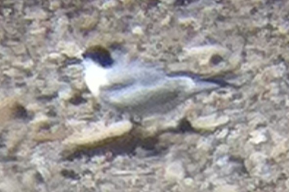 Common Tern - ML129822941