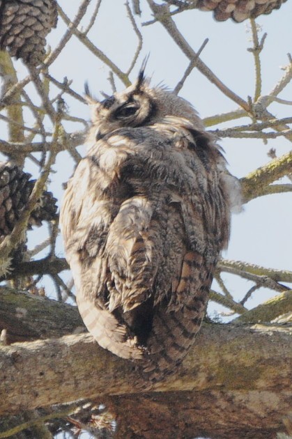 Great Horned Owl - Michael Rieser