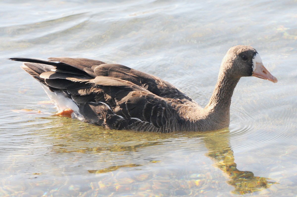 Greater White-fronted Goose - ML129823081