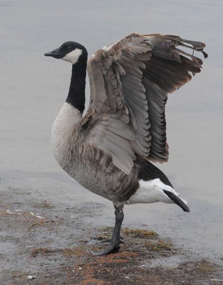 Canada Goose (moffitti/maxima) - Michael Rieser
