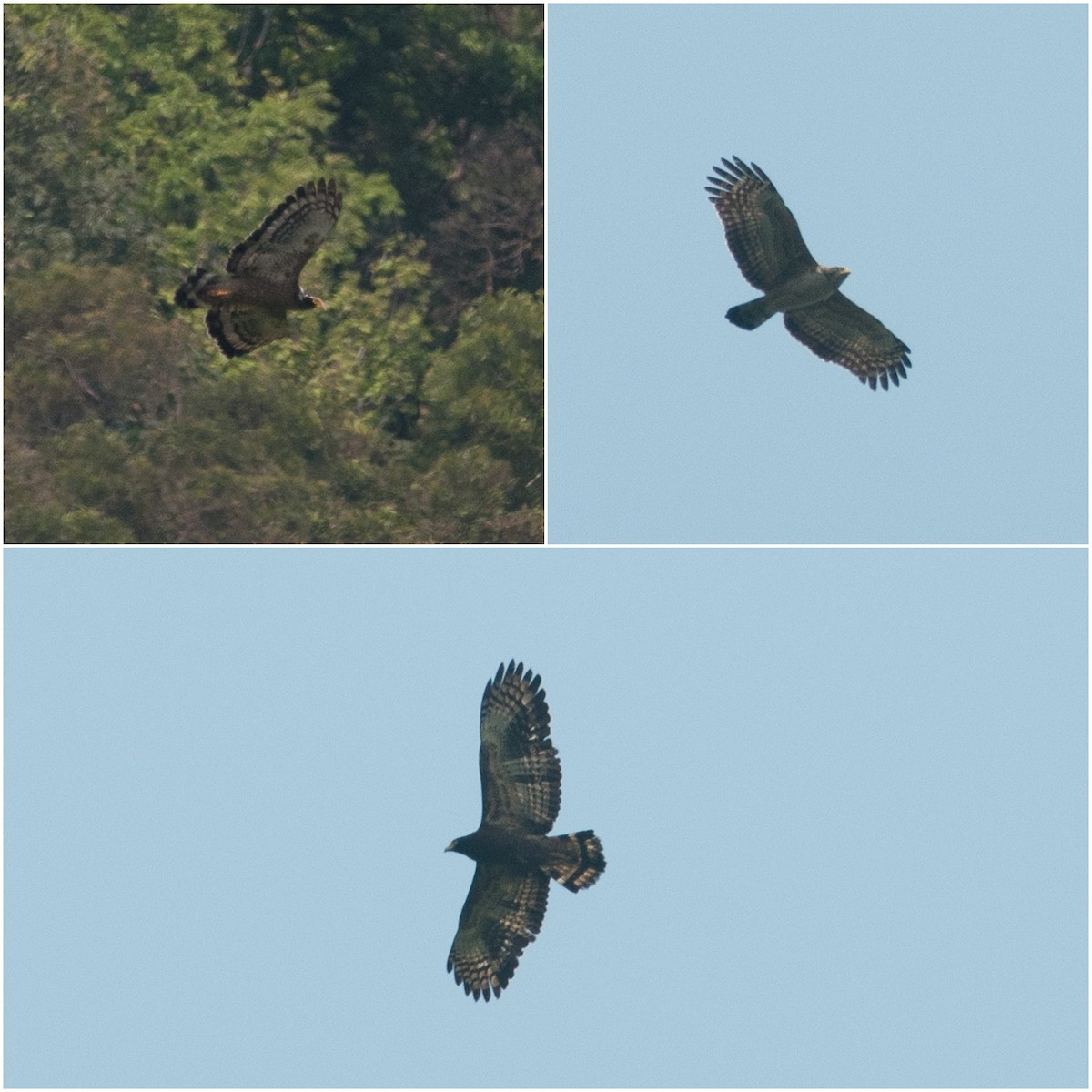 Crested Serpent-Eagle - ML129824381