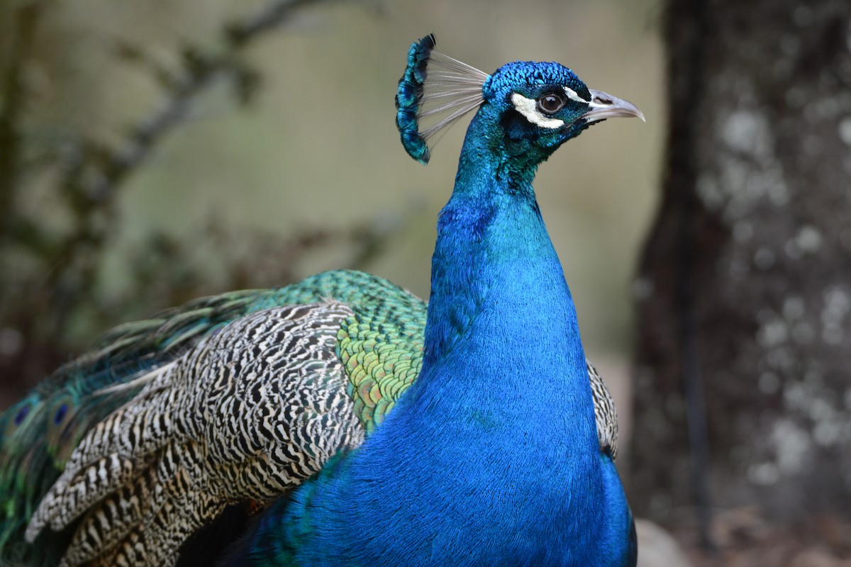 Indian Peafowl (Domestic type) - ML129825211