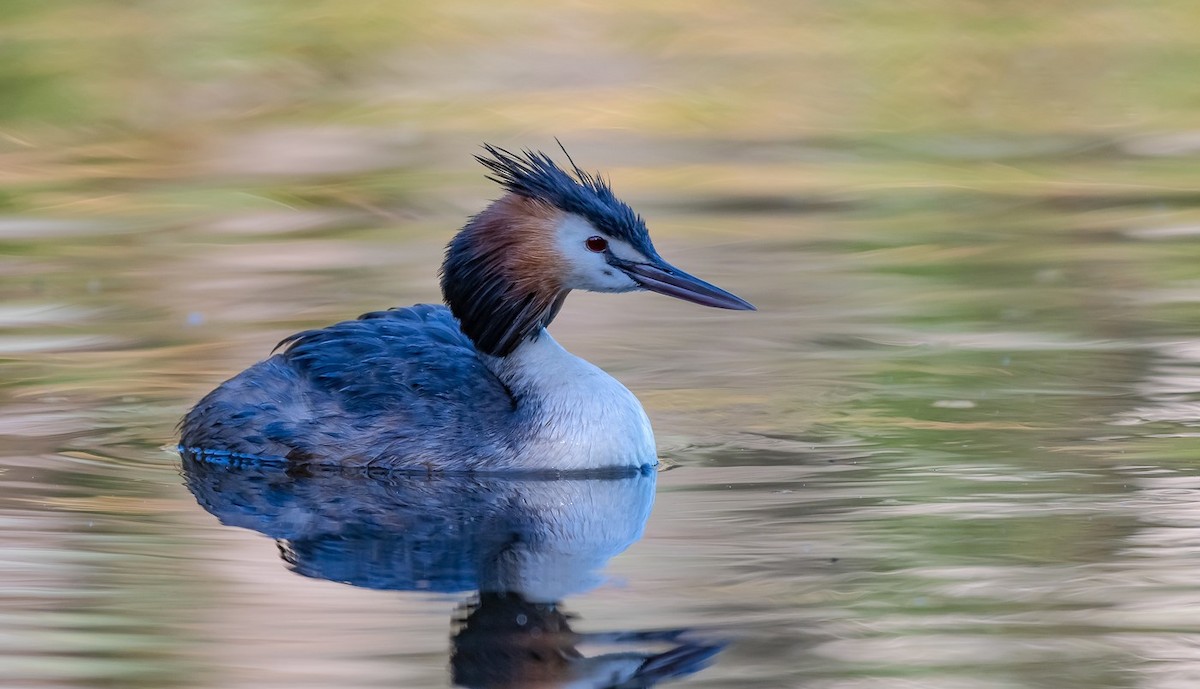 Great Crested Grebe - ML129825491