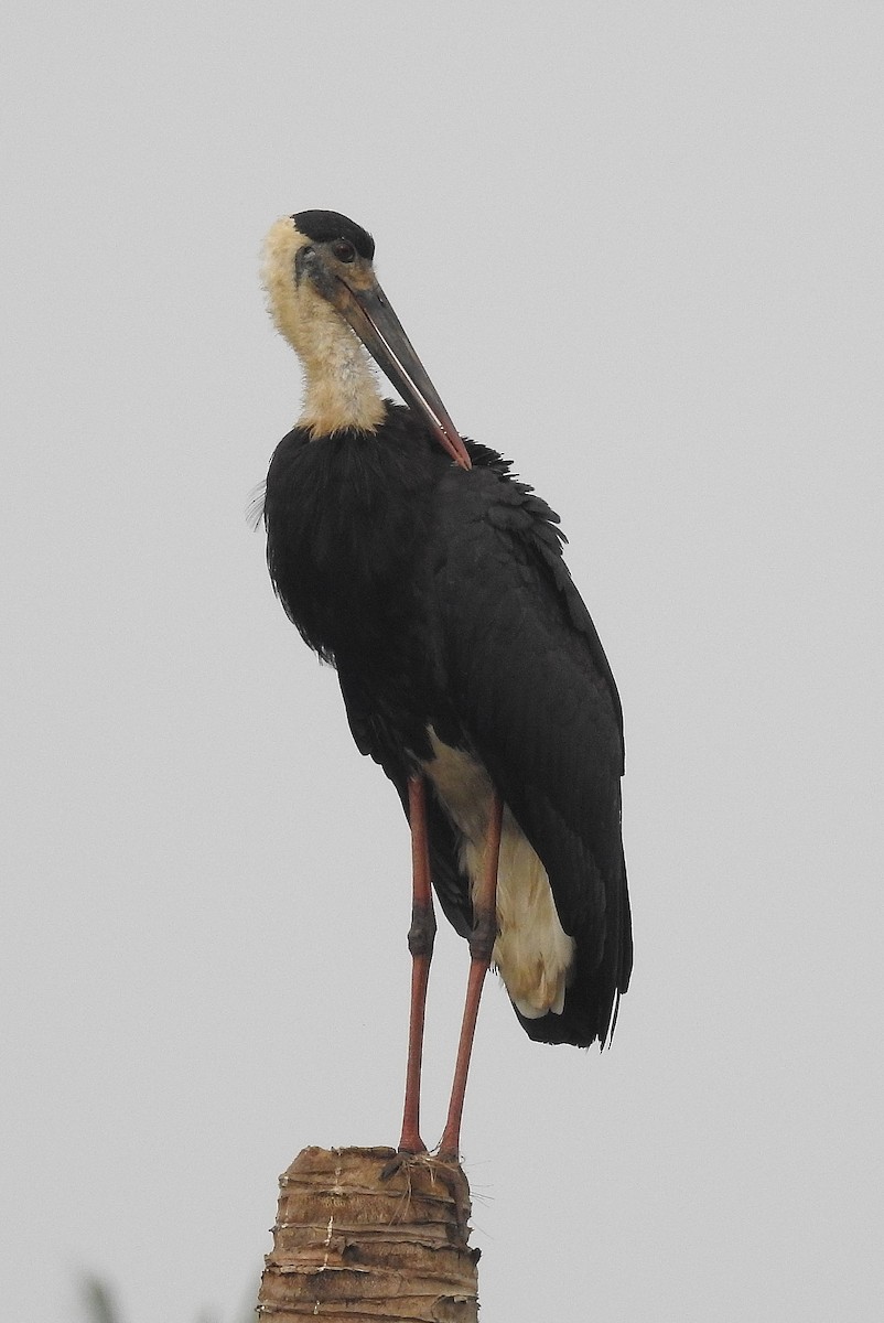 Asian Woolly-necked Stork - Afsar Nayakkan