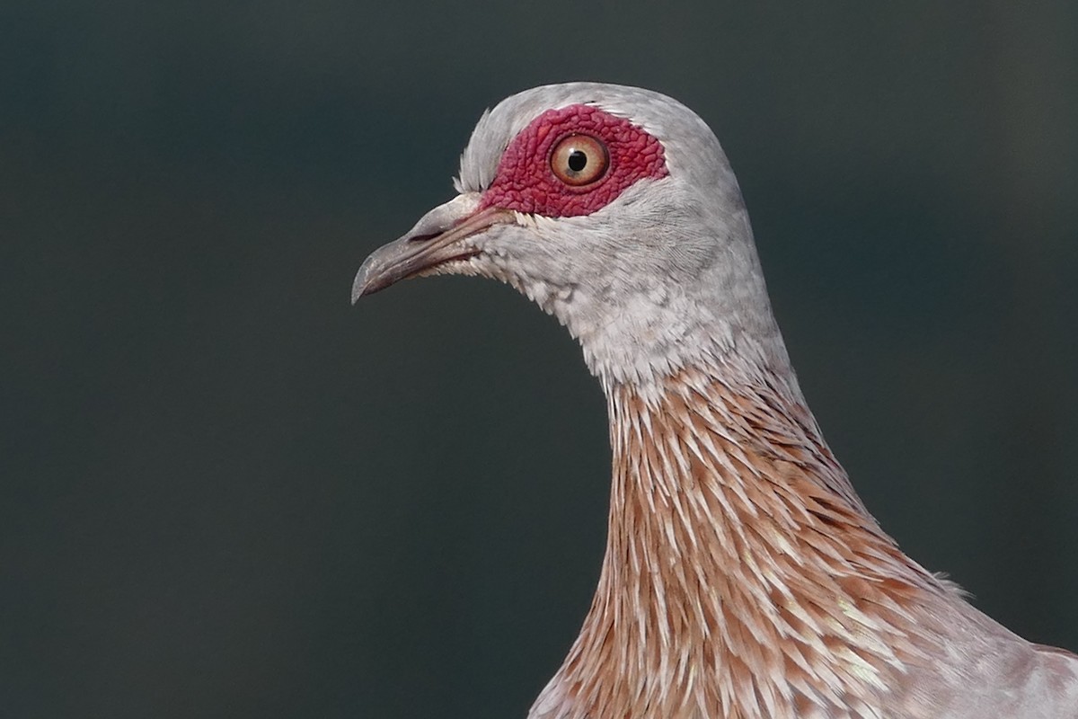 Speckled Pigeon - Peter Kaestner