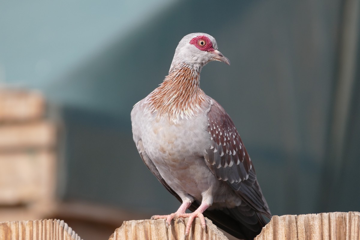 Speckled Pigeon - ML129826991