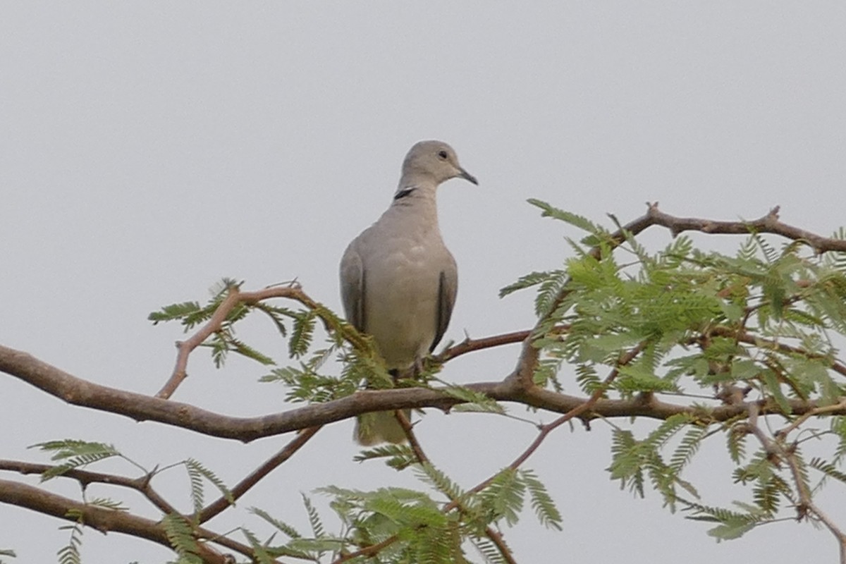 African Collared-Dove - Peter Kaestner