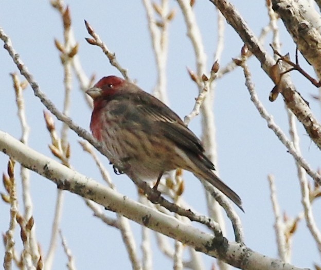 House Finch - Patrick Vaughan