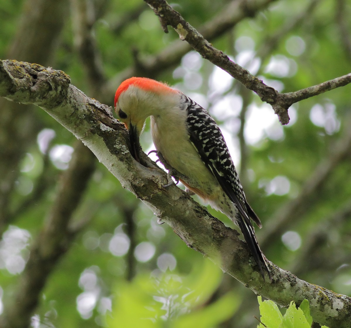 Red-bellied Woodpecker - Ann Mallard