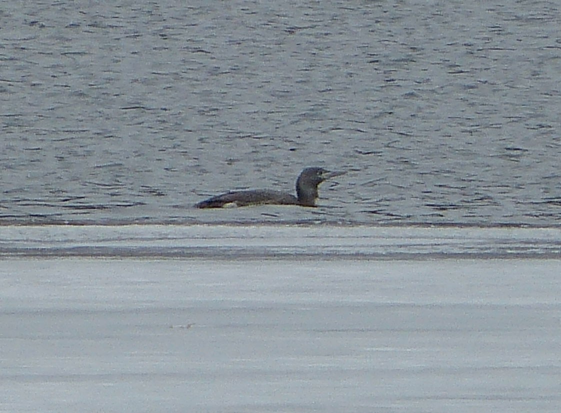 Red-throated Loon - ML129834811