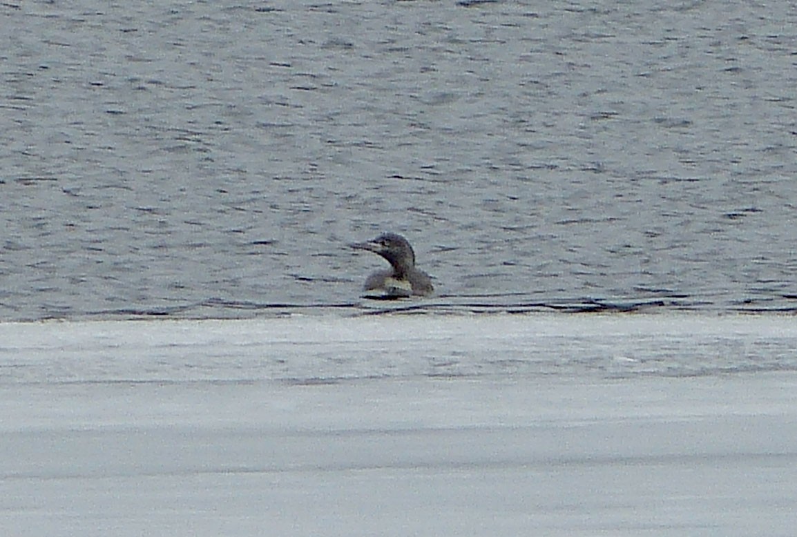 Red-throated Loon - ML129834831