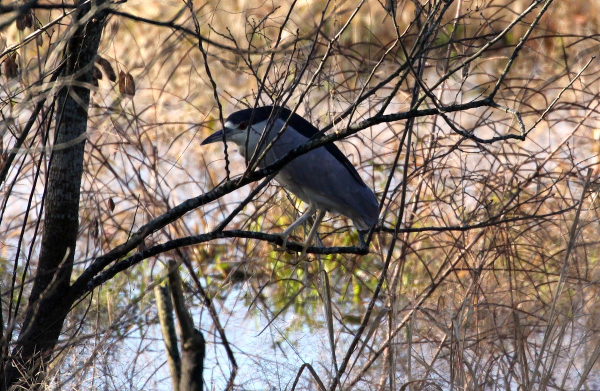 Black-crowned Night Heron - Eric Soehren