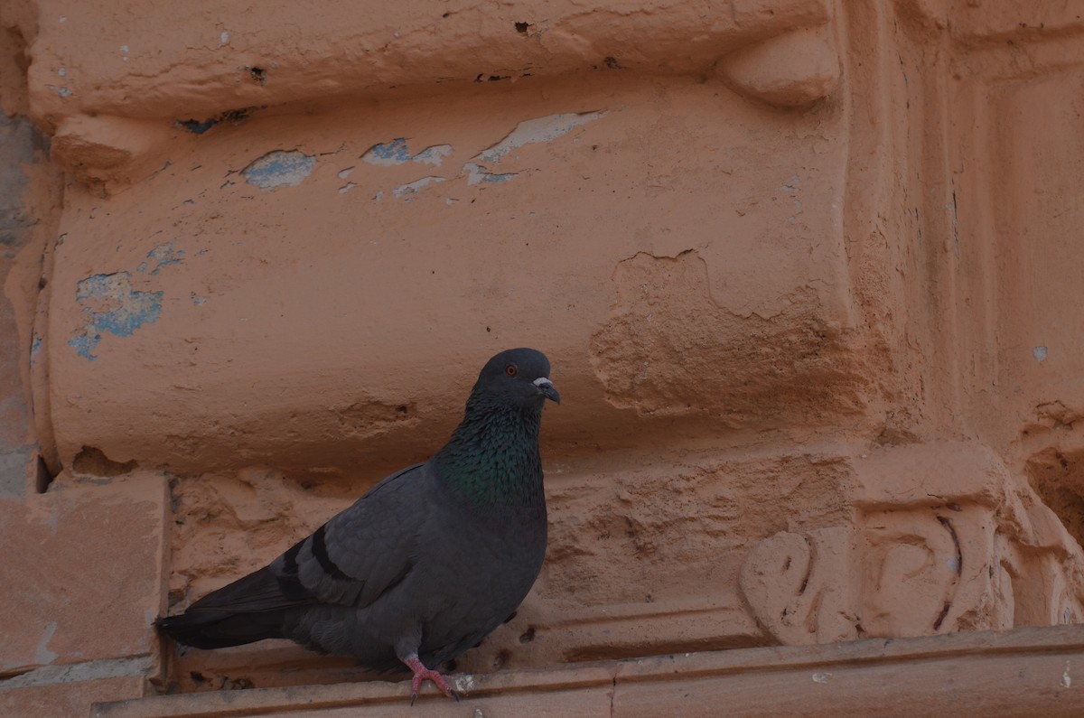 Rock Pigeon (Feral Pigeon) - Hakimuddin F Saify