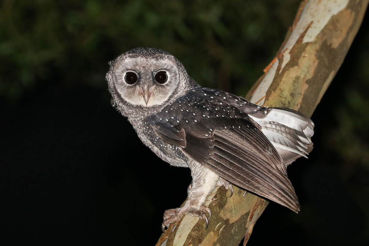 Sooty Owl - Ged Tranter