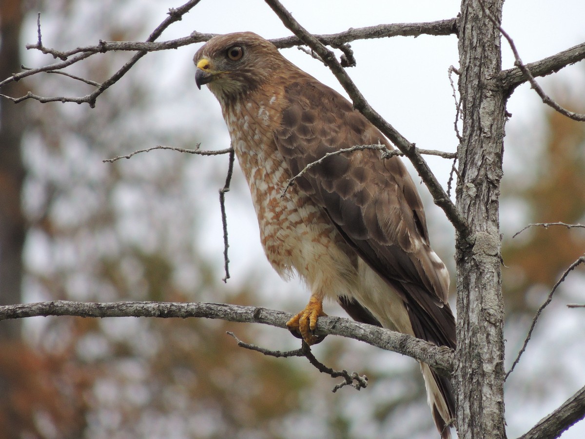 Broad-winged Hawk (Northern) - Luke Berg