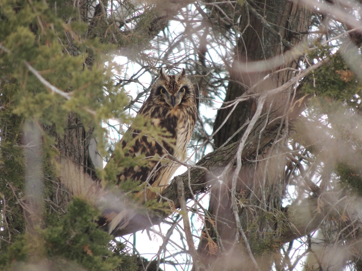 Short-eared Owl (Northern) - ML129843871