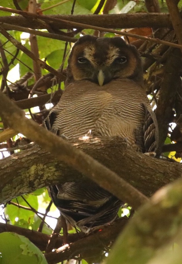 Brown Wood-Owl - Thilip Kumar