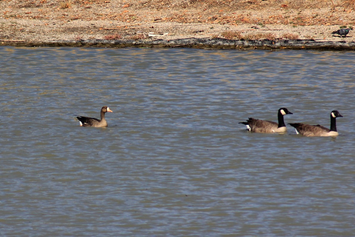 Greater White-fronted Goose - ML129847141