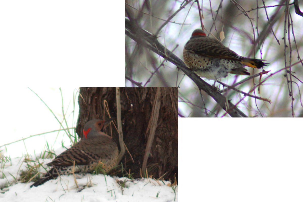 Northern Flicker (Yellow-shafted) - ML129847401