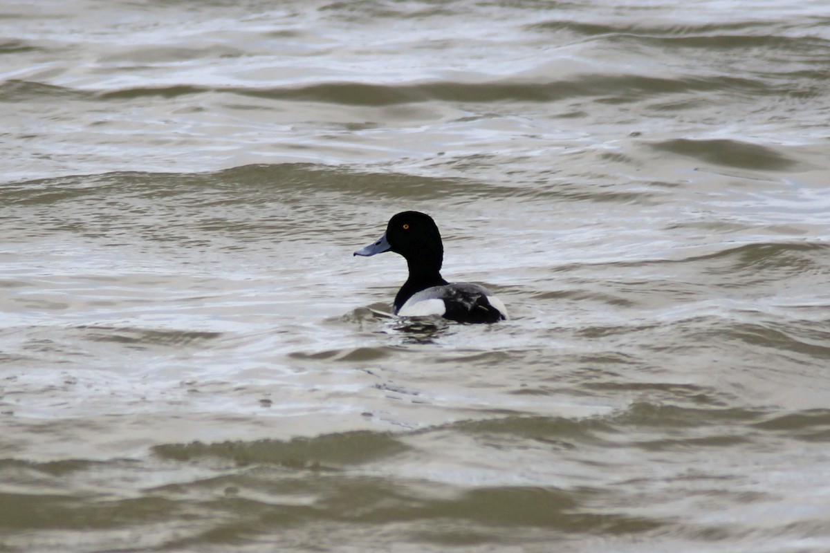Greater Scaup - ML129848261