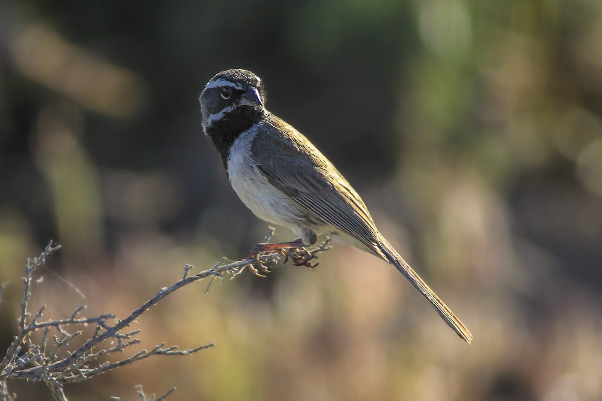 Black-throated Sparrow - ML129849971