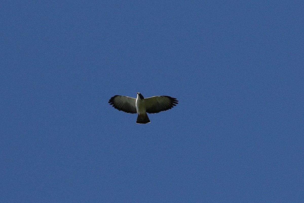 Short-tailed Hawk - Blair Dudeck