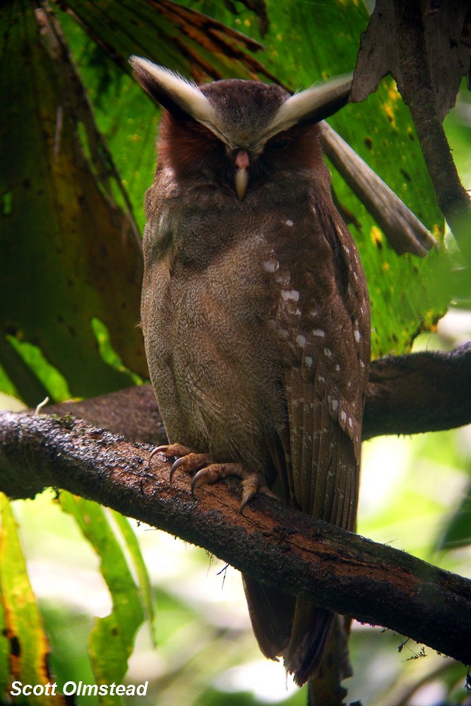 Crested Owl - ML129853231