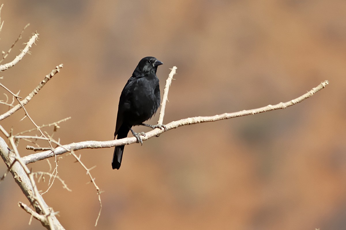 Bolivian Blackbird - ML129853931