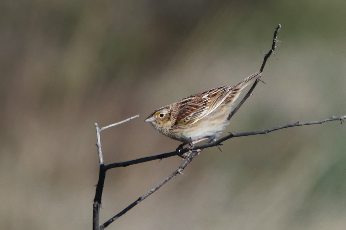 Grasshopper Sparrow - ML129854461