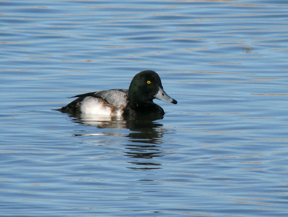 Greater Scaup - Scott Olmstead