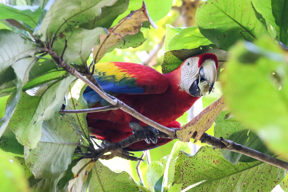 Scarlet Macaw - Blair Dudeck