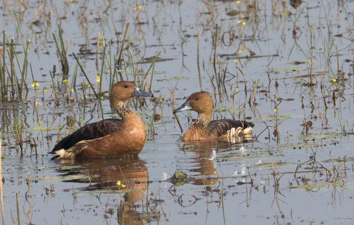 Fulvous Whistling-Duck - Sathyan Meppayur