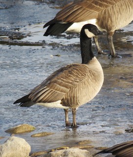 Cackling Goose, ML129859711