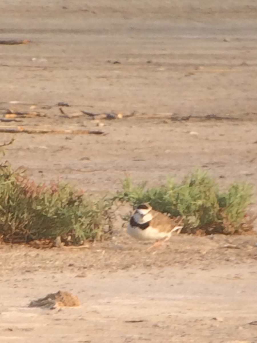 Collared Plover - ML129860431